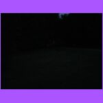 Can You Find the Lightning Bug.jpg